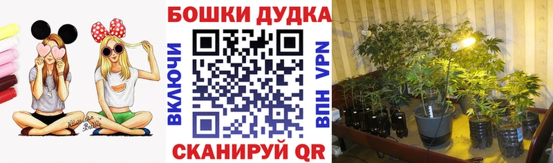 Конопля план Апатиты